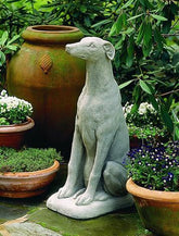 Photo of Campania Greyhound - Exclusively Campania